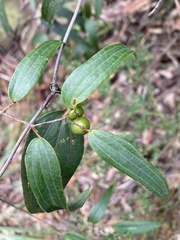 Smilax glyciphylla