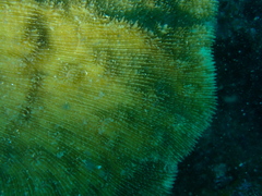 Halomitra pileus