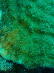 Halomitra pileus