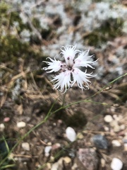 Dianthus arenarius