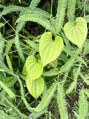 Dioscorea bulbifera