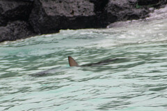 Carcharhinus galapagensis