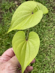 Dioscorea bulbifera
