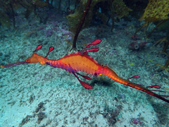 Phyllopteryx taeniolatus