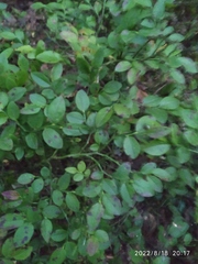 Vaccinium myrtillus