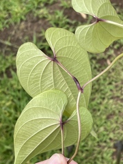 Dioscorea bulbifera