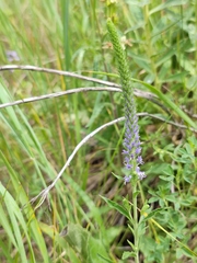 Veronica spicata