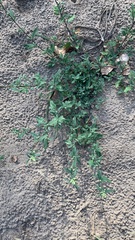 Chenopodium betaceum