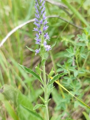 Veronica spicata