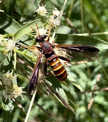 Mydidae