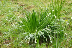 Leucojum aestivum