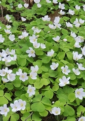 Oxalis acetosella