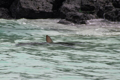 Carcharhinus galapagensis