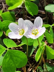 Oxalis acetosella