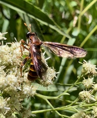 Mydidae