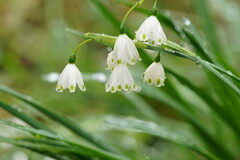 Leucojum aestivum