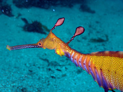 Phyllopteryx taeniolatus