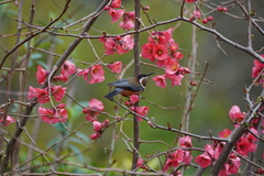 Acanthorhynchus tenuirostris