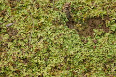 Lunularia cruciata
