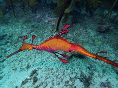 Phyllopteryx taeniolatus