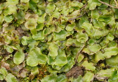 Lunularia cruciata
