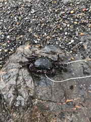 Pachygrapsus crassipes