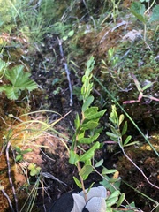 Chamaedaphne calyculata
