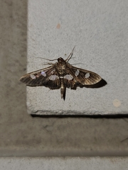 Desmia