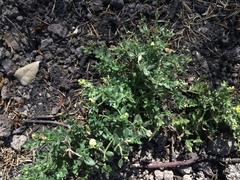 Galium californicum