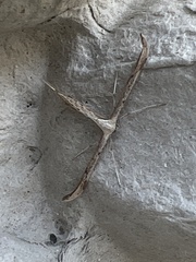 Emmelina monodactyla