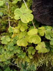Oxalis acetosella