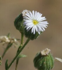 Iotasperma australiensis