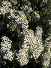 Olearia moschata