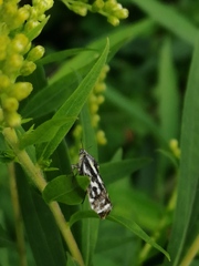 Acontia trabealis