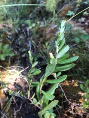 Chamaedaphne calyculata