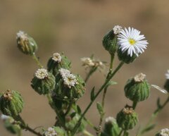 Iotasperma australiensis