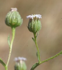Iotasperma australiensis