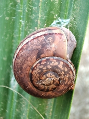 Ariophanta exilis