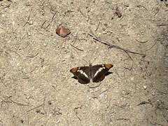 Adelpha californica
