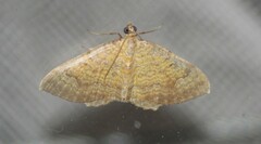 Camptogramma bilineata