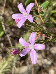 Philotheca reichenbachii