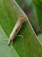Agriphila straminella
