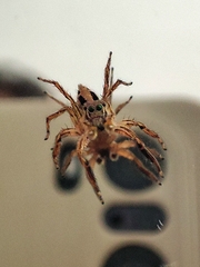 Salticidae