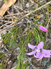 Philotheca reichenbachii
