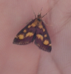 Pyrausta purpuralis