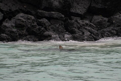 Carcharhinus galapagensis