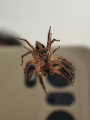 Salticidae