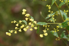 Acacia myrtifolia