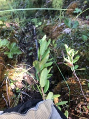 Chamaedaphne calyculata