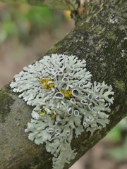 Physcia stellaris